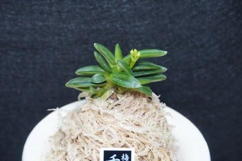桜井園芸web shop】 富貴蘭/長生蘭 通販専門店