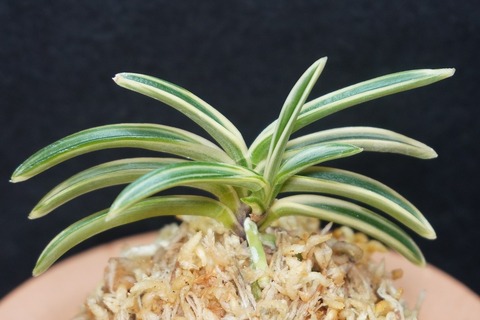 桜井園芸web shop】 富貴蘭/長生蘭/石斛 通販専門店