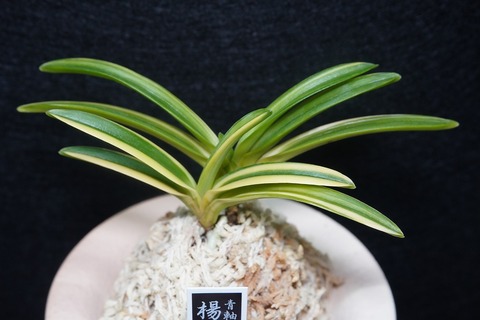 富貴蘭（葉芸）の商品一覧 | 【桜井園芸web shop】 富貴蘭/長生蘭 通販