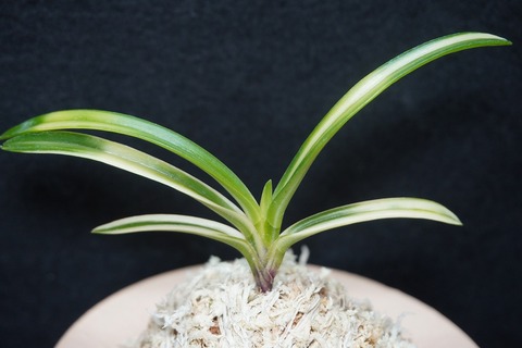 富貴蘭　薩摩　2本立ち　品種保証 富貴蘭 薩摩 2本立ち 品種保証