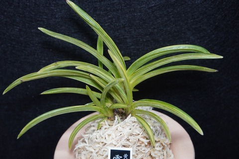 富貴蘭（葉芸）の商品一覧 | 【桜井園芸web shop】 富貴蘭/長生蘭/石斛