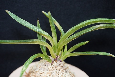 桜井園芸web shop】 富貴蘭/長生蘭/石斛 通販専門店