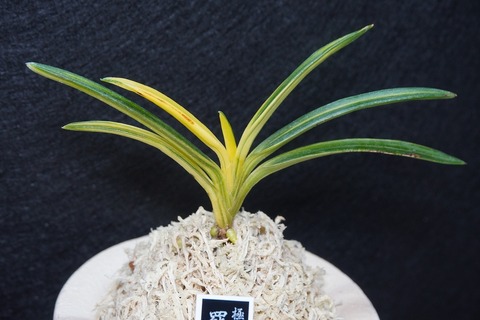 富貴蘭「羆の光」