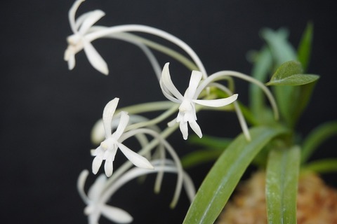 富貴蘭「二人静」