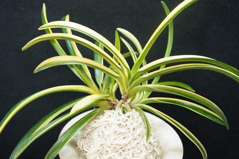 富貴蘭「鳳神」