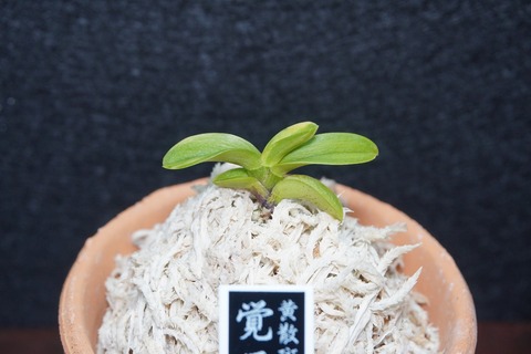 商品一覧 | 【桜井園芸web shop】 富貴蘭/長生蘭/石斛 通販専門店