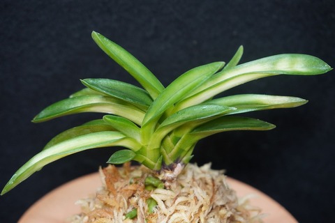 桜井園芸web shop】 富貴蘭/長生蘭/石斛 通販専門店