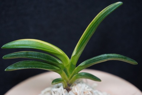 桜井園芸web shop】 富貴蘭/長生蘭/石斛 通販専門店