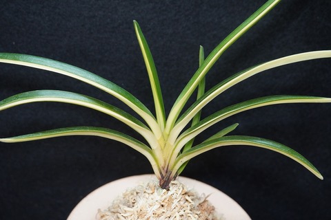 桜井園芸web shop】 富貴蘭/長生蘭/石斛 通販専門店