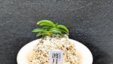 富貴蘭（葉芸）の商品一覧 | 【桜井園芸web shop】 富貴蘭/長生蘭 通販