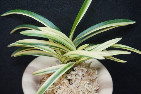 商品一覧 | 【桜井園芸web shop】 富貴蘭/長生蘭/石斛 通販専門店