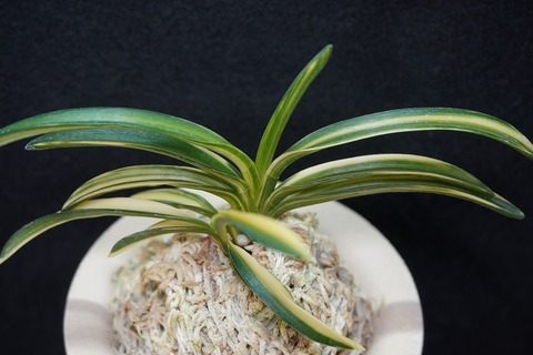 桜井園芸web shop】 富貴蘭/長生蘭/石斛 通販専門店