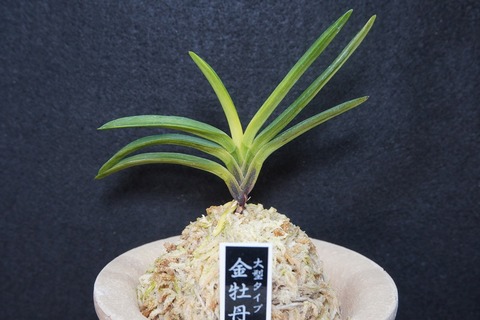 桜井園芸web shop】 富貴蘭/長生蘭/石斛 通販専門店