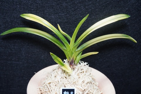 富貴蘭「艶姿」