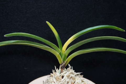 富貴蘭「摩天楼」