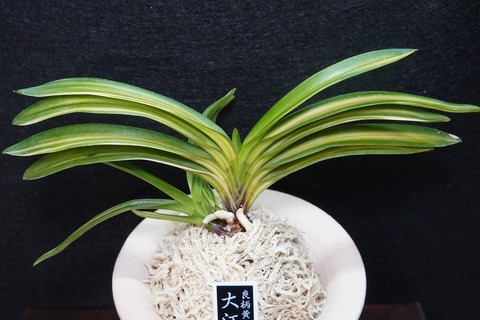 桜井園芸web shop】 富貴蘭/長生蘭 通販専門店