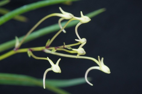 商品一覧 | 【桜井園芸web shop】 富貴蘭/長生蘭 通販専門店