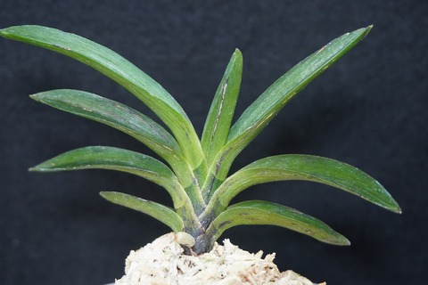 富貴蘭（葉芸）の商品一覧 | 【桜井園芸web shop】 富貴蘭/長生蘭/石斛