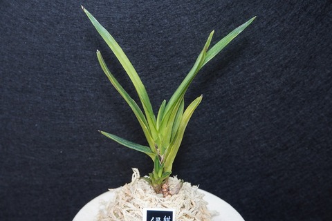 富貴蘭「緑炎」