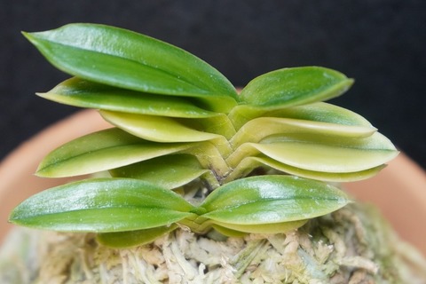 富貴蘭「蛍火」