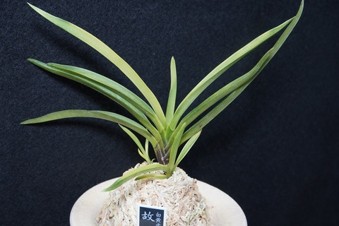 富貴蘭（葉芸）の商品一覧 | 【桜井園芸web shop】 富貴蘭/長生蘭/石斛