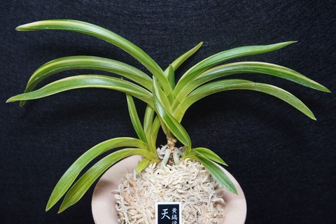 富貴蘭「天峰」