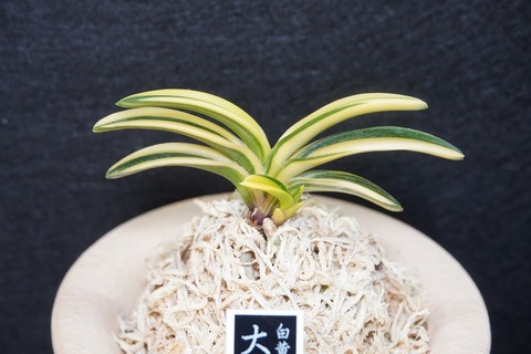 富貴蘭「大鷹丸縞」