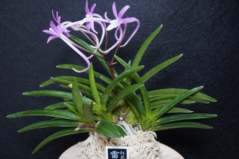 桜井園芸web shop】 富貴蘭/長生蘭 通販専門店
