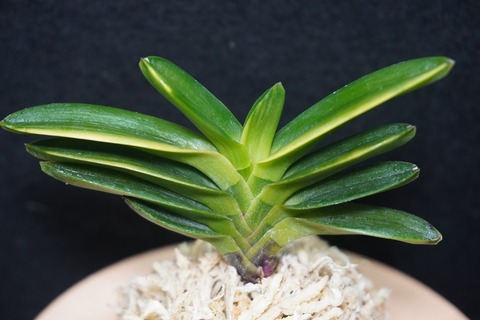 桜井園芸web shop】 富貴蘭/長生蘭/石斛 通販専門店