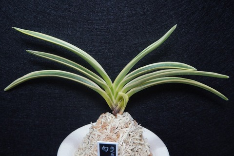 桜井園芸web shop】 富貴蘭/長生蘭 通販専門店