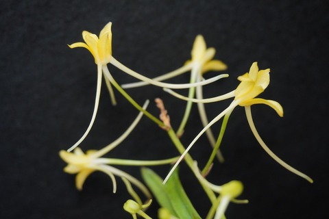 富貴蘭「黄花三蝶」