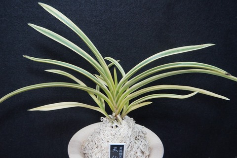 桜井園芸web shop】 富貴蘭/長生蘭/石斛 通販専門店