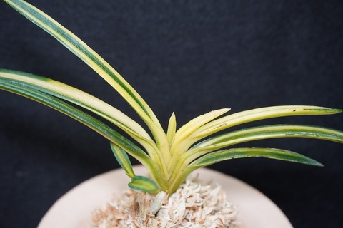 富貴蘭　花物、覆輪、縞、紅花、大株立ちコルク原木着生 富貴蘭【宝錦覆輪】 | 富貴蘭を楽しんでブログ