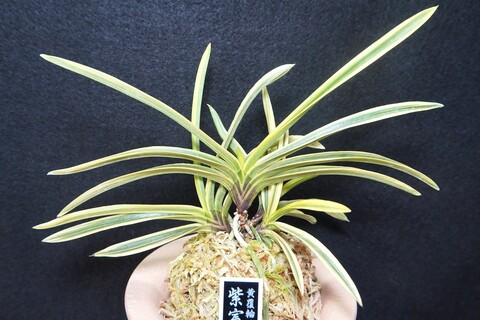 富貴蘭（葉芸）の商品一覧 | 【桜井園芸web shop】 富貴蘭/長生蘭/石斛