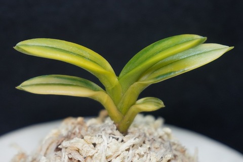 桜井園芸web shop】 富貴蘭/長生蘭/石斛 通販専門店