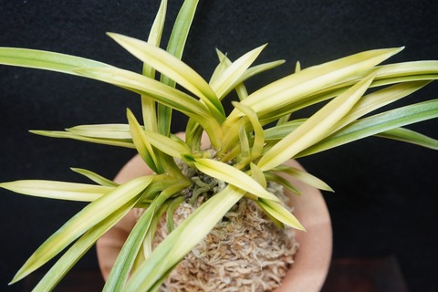 富貴蘭（葉芸）の商品一覧 | 【桜井園芸web shop】 富貴蘭/長生蘭/石斛