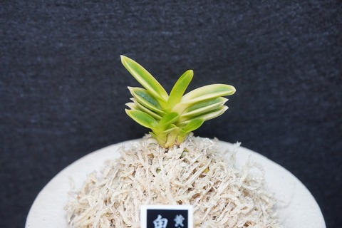 富貴蘭「鬼火」