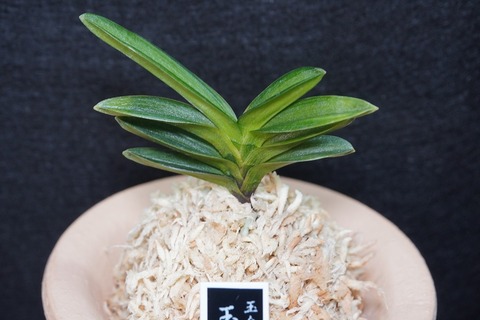 富貴蘭「玉樹」
