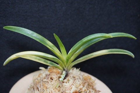 富貴蘭「紀州雪虎白縞」