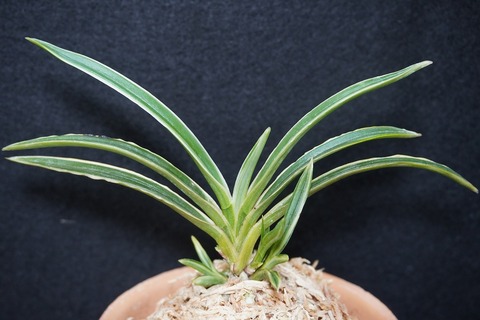 富貴蘭「白羅」