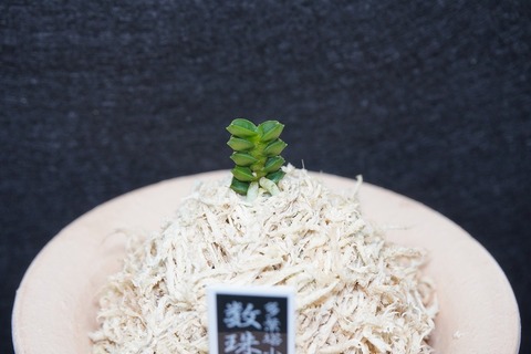 富貴蘭「数珠丸」