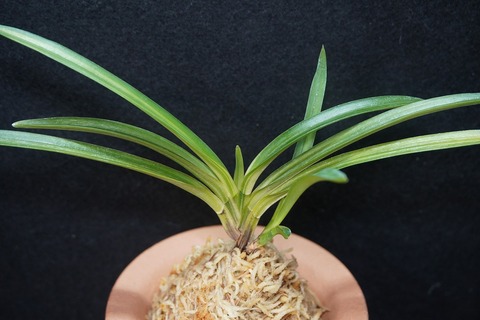 富貴蘭　紅紫宝　1条子付き Yahoo!オークション -「(紅紫宝」の落札相場・落札価格