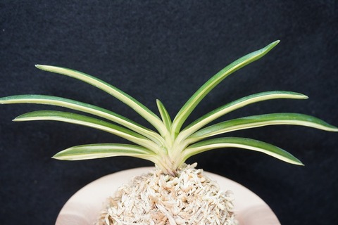 富貴蘭「慶賀」