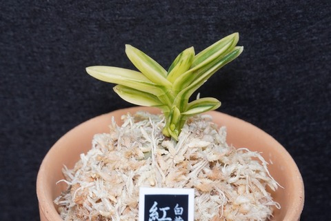 富貴蘭「紅松錦」