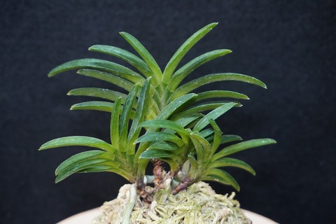 桜井園芸web shop】 富貴蘭/長生蘭/石斛 通販専門店