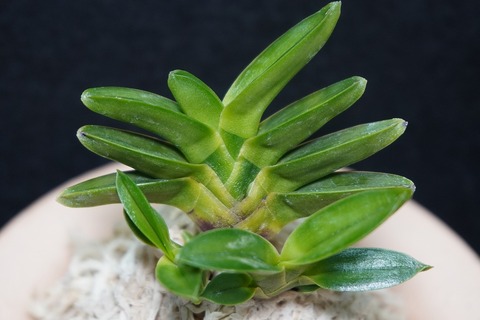 富貴蘭「雷電」