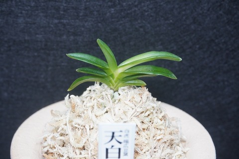 富貴蘭（葉芸）の商品一覧 | 【桜井園芸web shop】 富貴蘭/長生蘭 通販