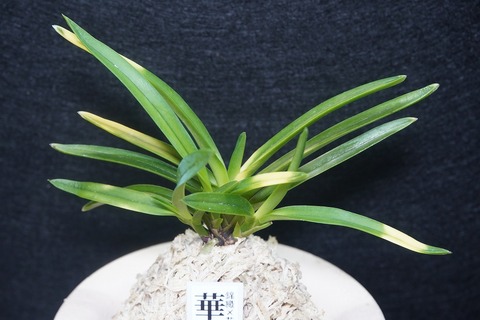 桜井園芸web shop】 富貴蘭/長生蘭 通販専門店