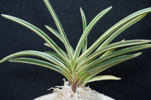 富貴蘭　月笙 商品一覧 | 【桜井園芸web shop】 富貴蘭/長生蘭/石斛 通販専門店