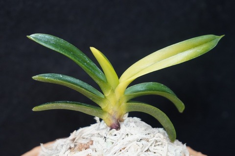 商品一覧 | 【桜井園芸web shop】 富貴蘭/長生蘭/石斛 通販専門店